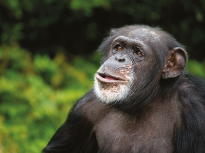 Twycross Zoo Chimpanzee